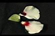 秋葵-花瓣7.jpg