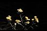 秋鼠麴草-花00.JPG