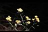 秋鼠麴草-花01.JPG