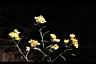 秋鼠麴草-花03.JPG