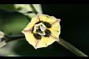 秘魯苦蘵-花02.jpg