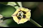 秘魯苦蘵-花03.jpg