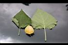 秘魯苦蘵-葉實02.jpg
