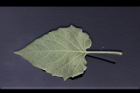 秘魯苦蘵-葉背01.jpg