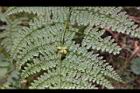 稀子蕨-珠芽00.JPG