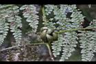 稀子蕨-珠芽12.jpg