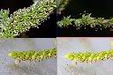 稗-花.jpg