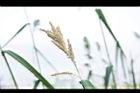 稗-實-白00.JPG