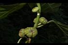 稜果榕-實05.JPG