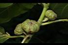 稜果榕-實07.JPG