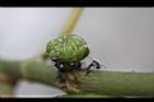 稜果榕-實26.jpg