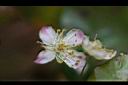 扁櫻桃-花02.jpg