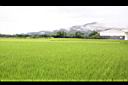 稻田31.jpg