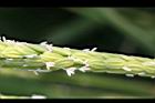 稻-雄花3.jpg
