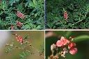 穗花木藍-花.jpg