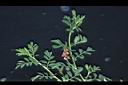 穗花木藍-花00.JPG