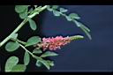 穗花木藍-花04.JPG