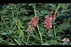 穗花木藍-花-實00.JPG