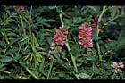穗花木藍-花-實02.JPG