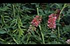 穗花木藍-花-實03.JPG