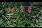 穗花木藍-花-實07.JPG
