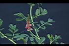 穗花木藍-花02.JPG
