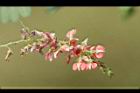穗花木藍-花13.jpg