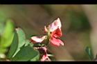 穗花木藍-花14.jpg