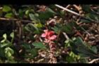 穗花木藍-花16.JPG