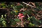 穗花木藍-花17.JPG