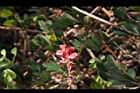 穗花木藍-花18.JPG