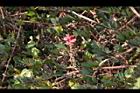 穗花木藍-花20.JPG