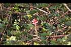 穗花木藍-花21.JPG