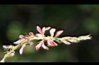 穗花木藍-花苞00.jpg