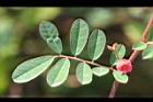 穗花木藍-葉正04.jpg