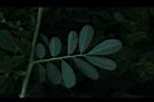 穗花木藍-葉背09.JPG