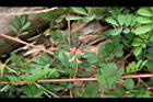穗花木藍51.jpg