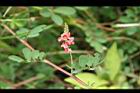 穗花木藍54.jpg