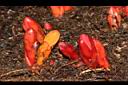 穗花蛇菰-雌株10.JPG