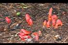 穗花蛇菰11.JPG