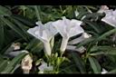 空心菜-花12.jpg