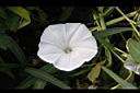 空心菜-花29.jpg
