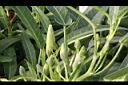 空心菜-花苞02.jpg