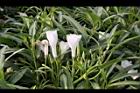空心菜-花04.jpg