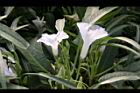 空心菜-花07.jpg