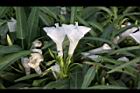 空心菜-花10.jpg