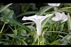 空心菜-花16.jpg
