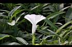 空心菜-花19.jpg