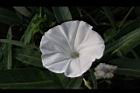 空心菜-花26.jpg