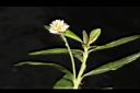 空心蓮子草-花06.JPG